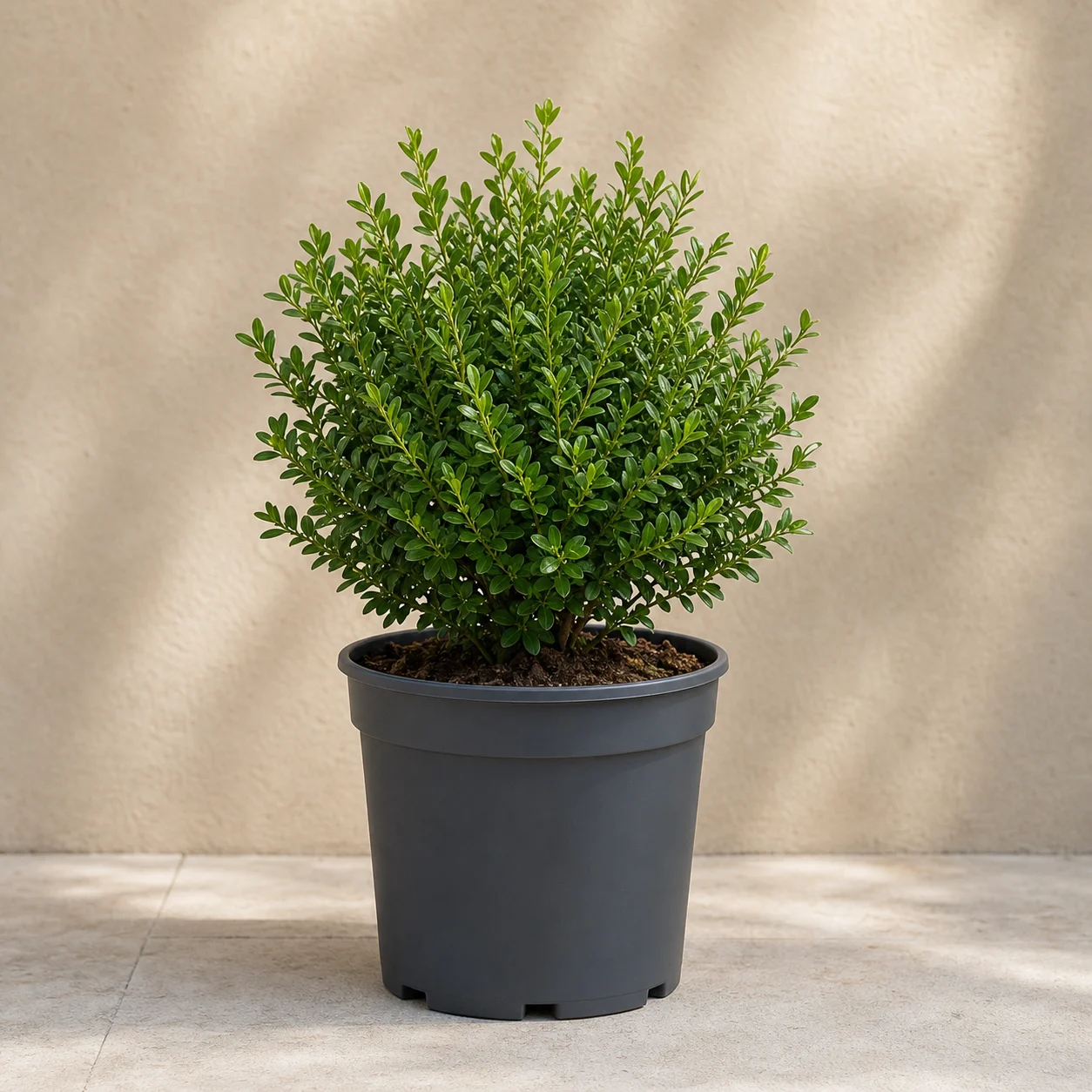 Buxus compacto de hojas pequeñas en maceta de vivero