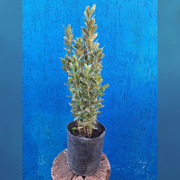 Evónimo Alba 3 Litros