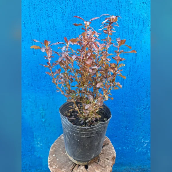 Coprosma 3 Litros