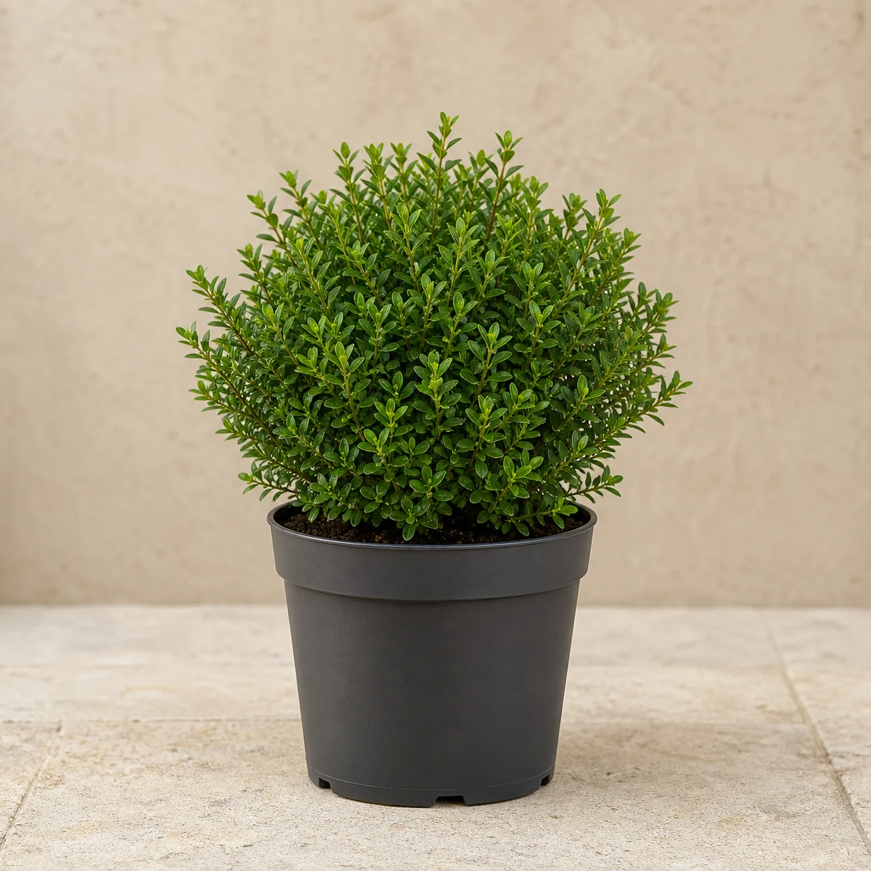 Buxus joven de follaje denso en maceta de vivero