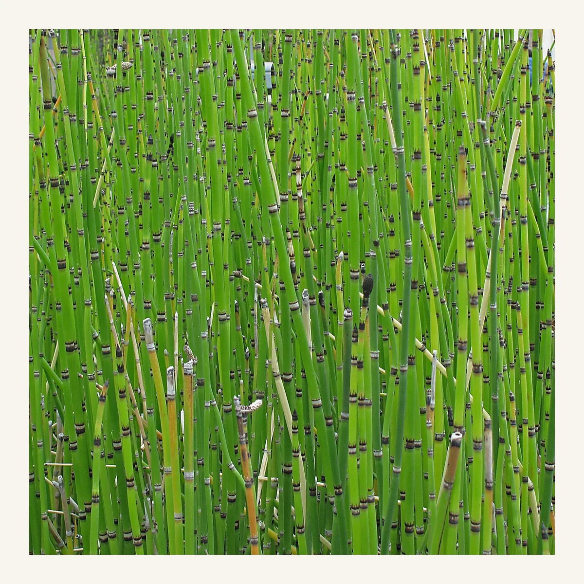 Planta Equihye 3 Litros - Producto de Vivero en Vivero Los Cocos