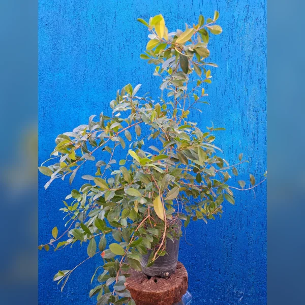 Eugenia myrtifolia 3 Litros