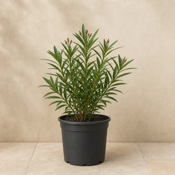 Nandina 3 Litros