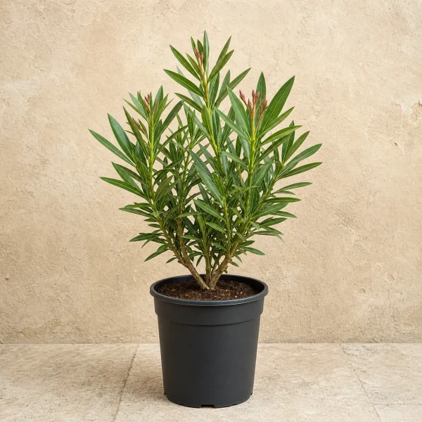 Laurel de flor 3 Litros