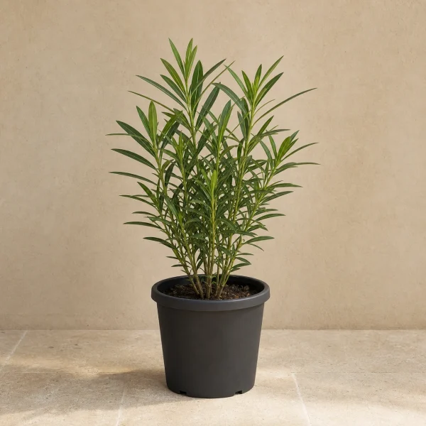 Laurel de flor 3 Litros
