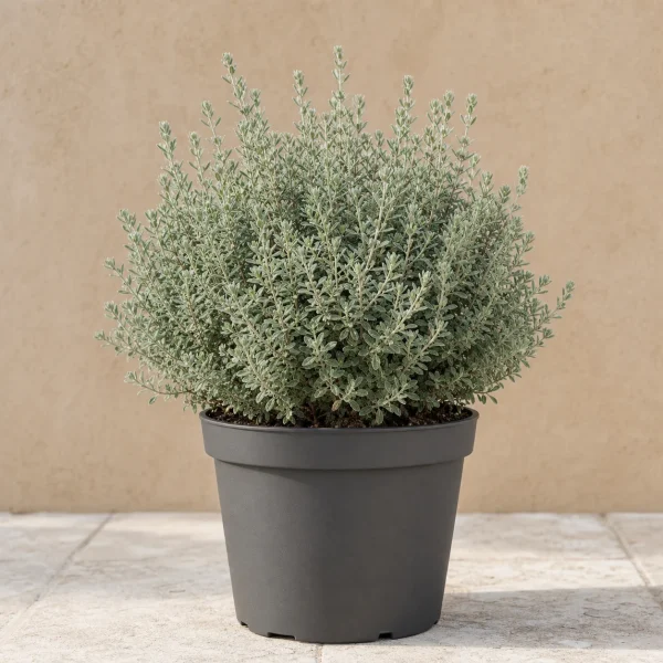 Teucrium 3 Litros