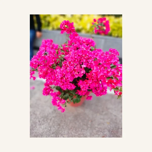 Bougainvillea 3 Litros