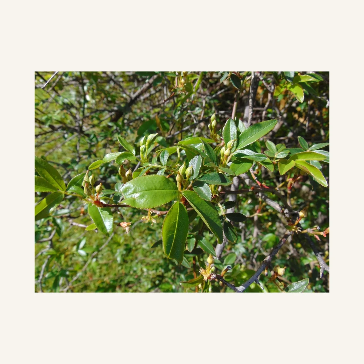 Arbusto Rosabank 3 Litros - Producto de Vivero en Vivero Los Cocos