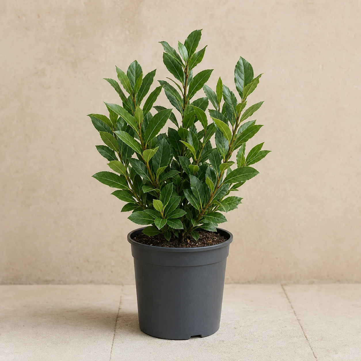 Laurel de hojas aromáticas en maceta de vivero