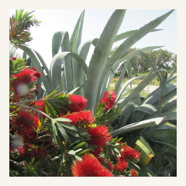Callistemon 3 Litros