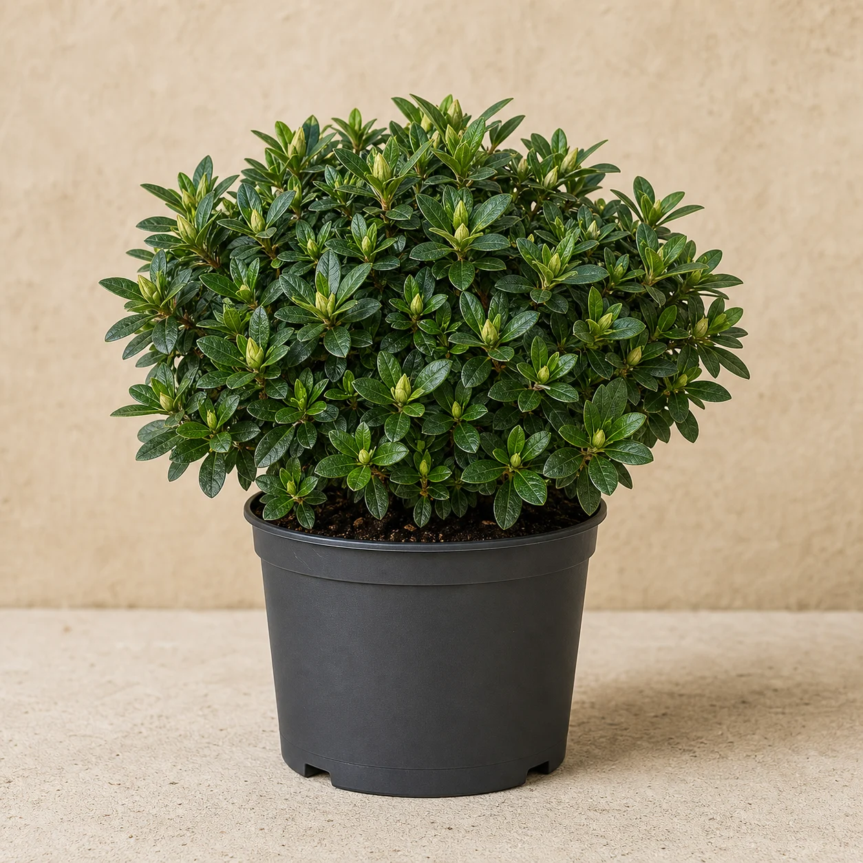 Azalea de hojas brillantes y botones cerrados en maceta de vivero