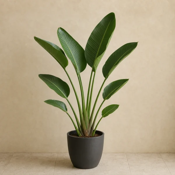 Strelitzia nicolai 5 Litros