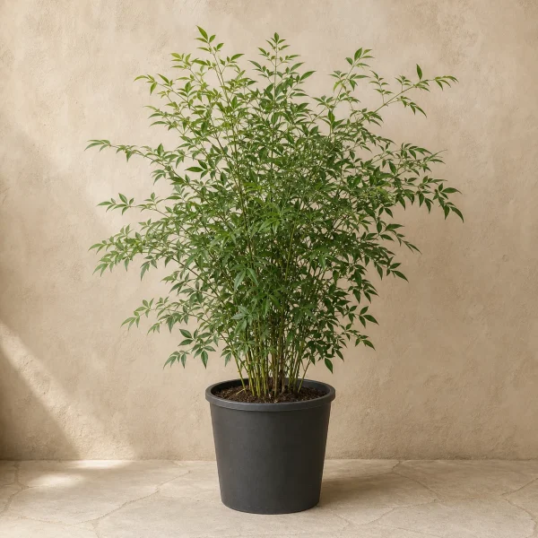 Nandina 10 Litros