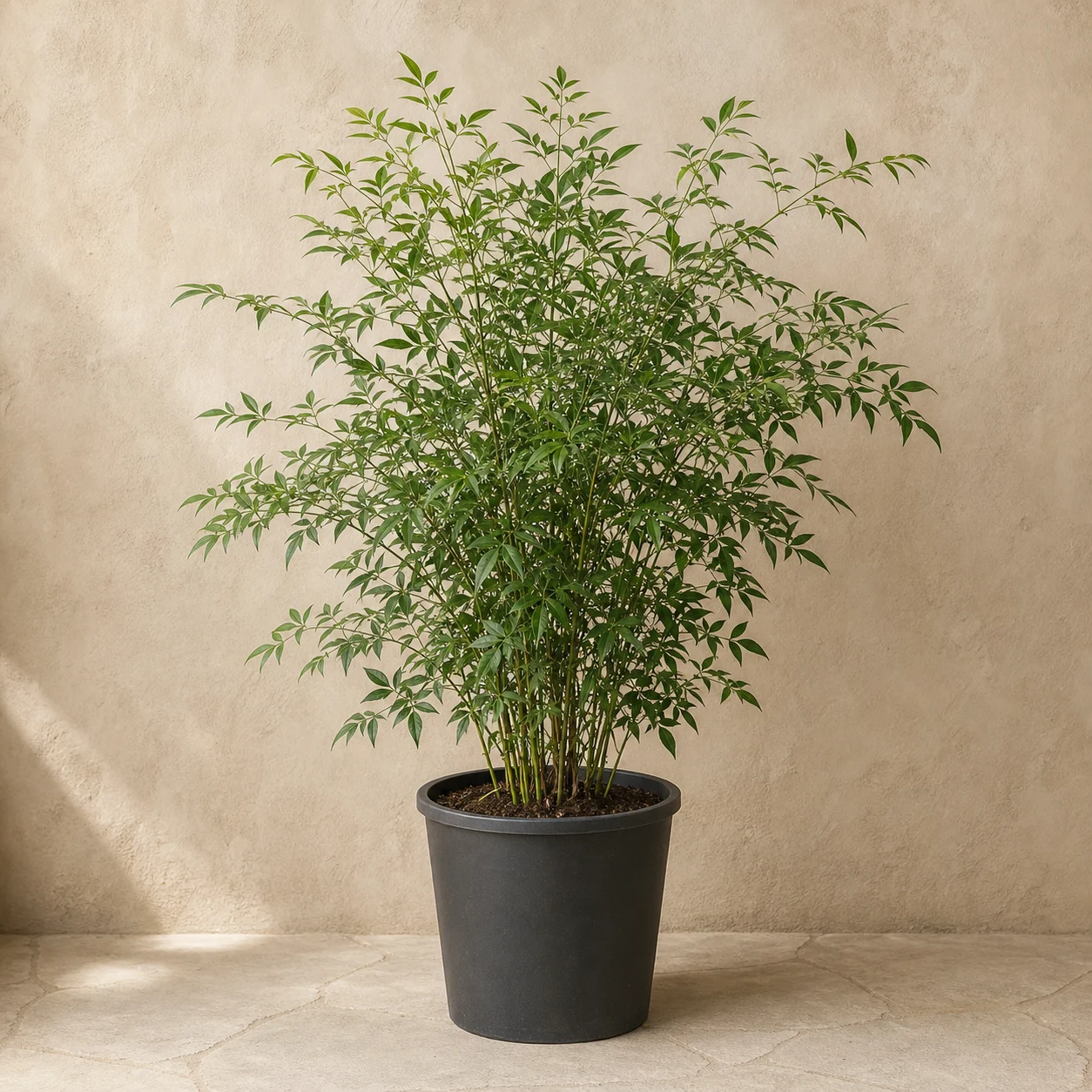 Nandina de hojas pinnadas en maceta de vivero