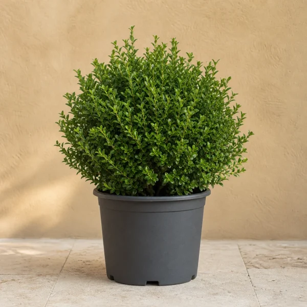 Buxus 10 Litros