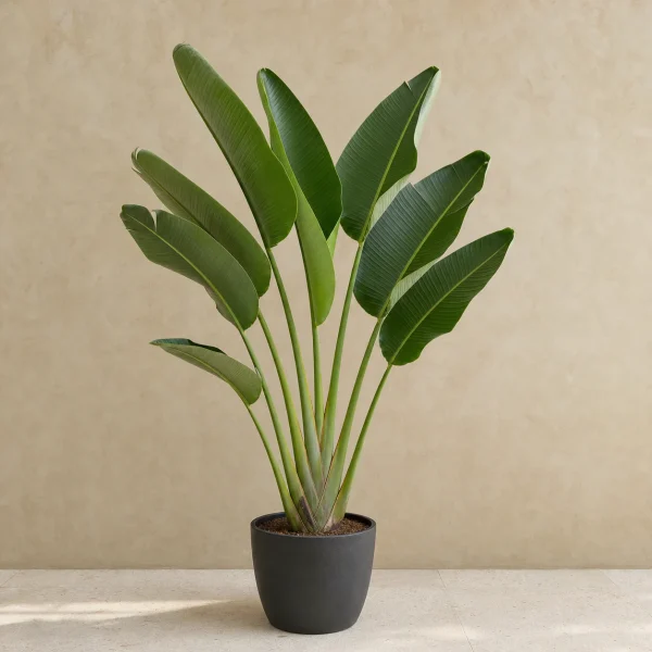 Strelitzia nicolai 10 Litros