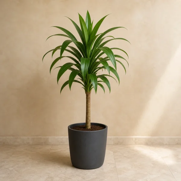 Dracena 10 Litros