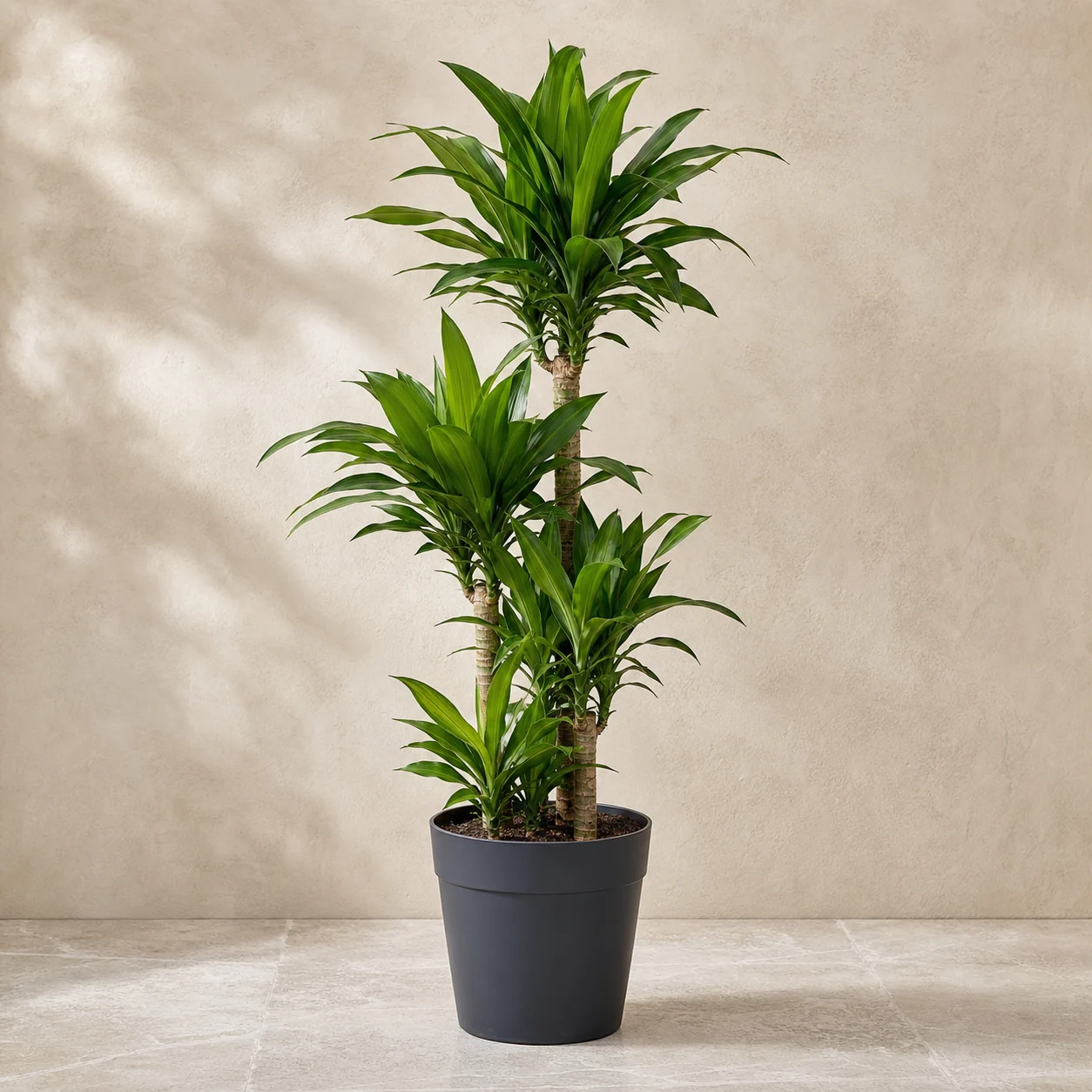 Dracena compacta de hojas verdes en maceta de vivero