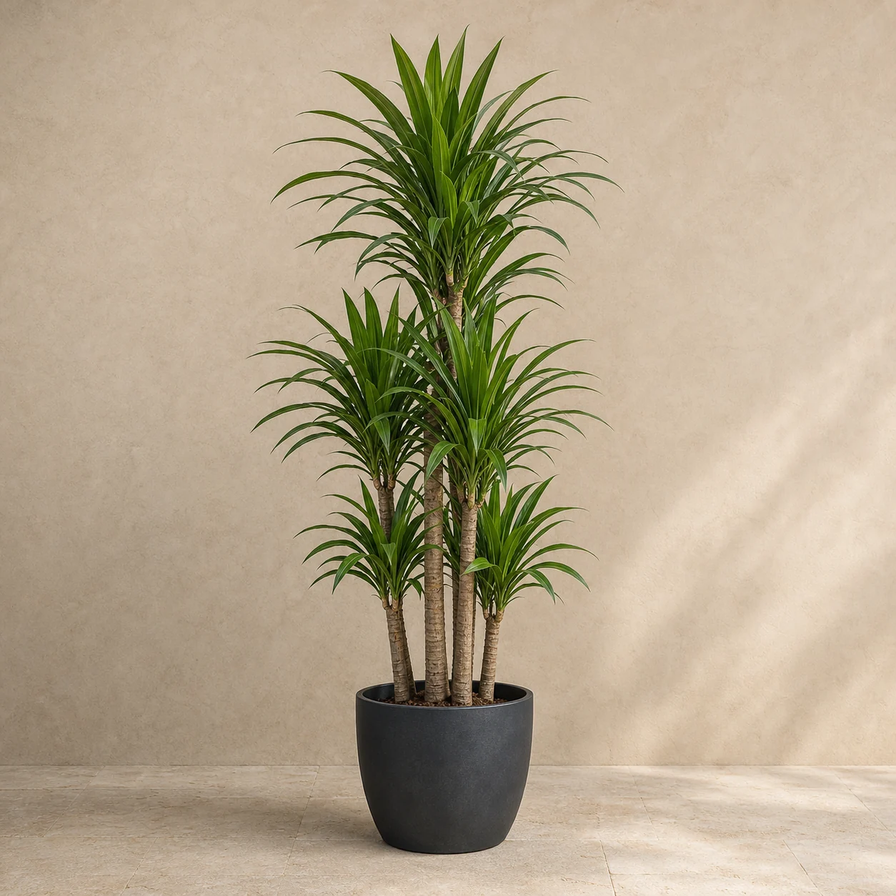 Dracena de hojas verdes en maceta de vivero