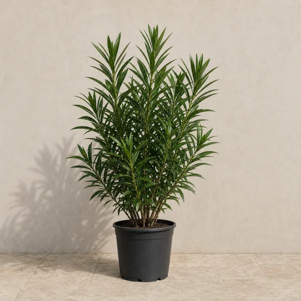 Laurel de flor 15 Litros