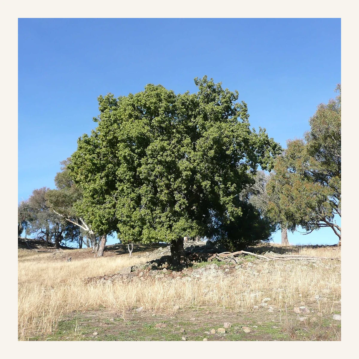 Árbol Brachi 5 Litros - Producto de Vivero en Vivero Los Cocos