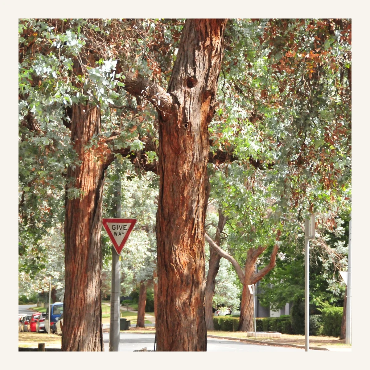 Árbol Eucacin 5 Litros - Producto de Vivero en Vivero Los Cocos