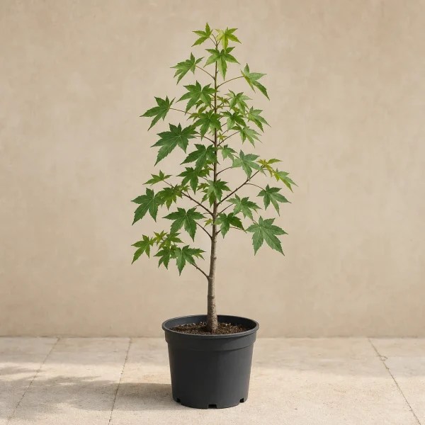 Liquidambar 5 Litros