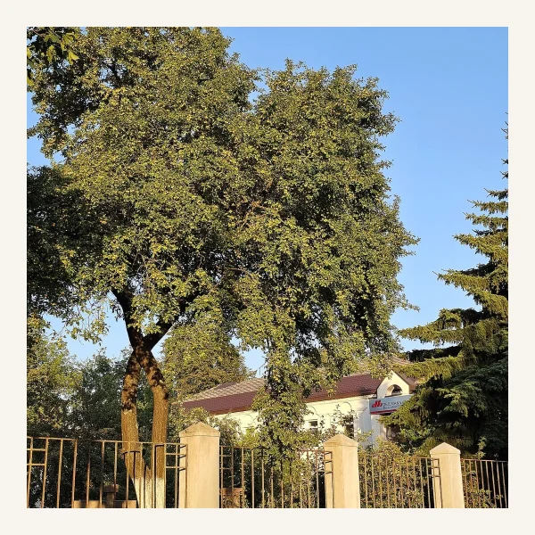 Prunus 7 Litros