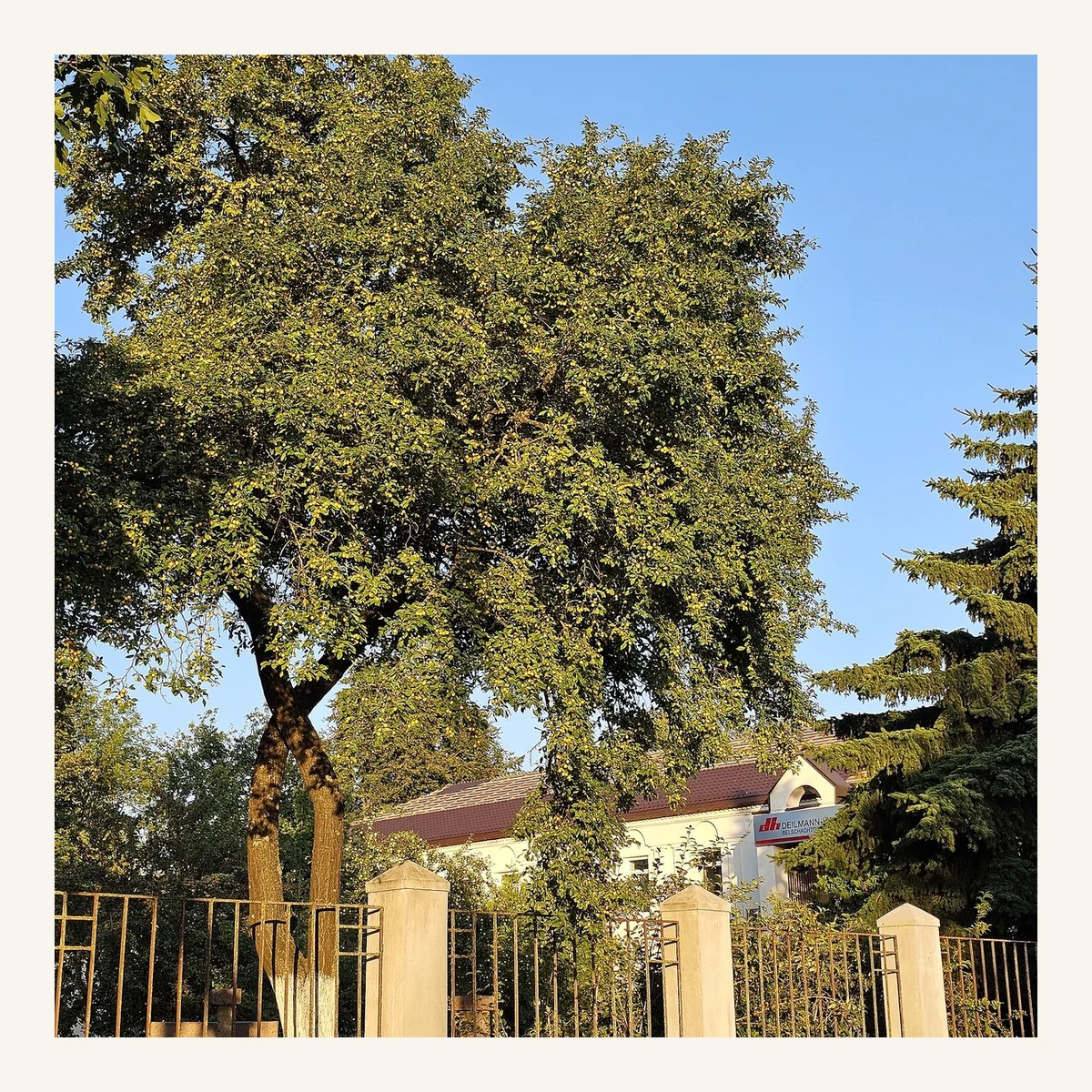 Árbol Prun 7 Litros - Producto de Vivero en Vivero Los Cocos