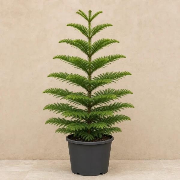Araucaria 15 Litros