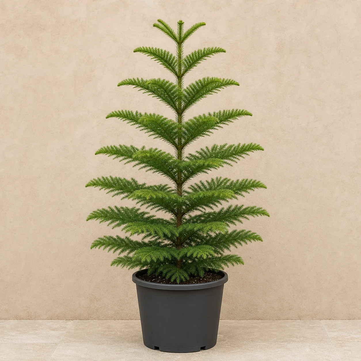 Araucaria de Norfolk joven en maceta de vivero
