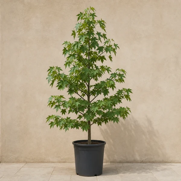 Liquidambar 15 Litros