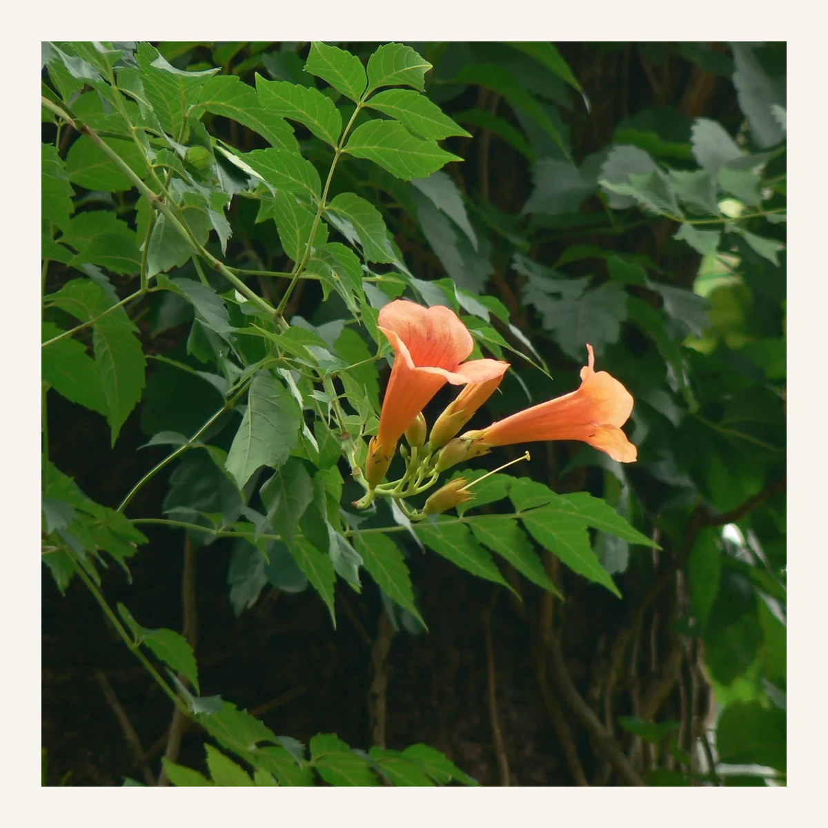 Planta Bigroj 3 Litros - Producto de Vivero en Vivero Los Cocos