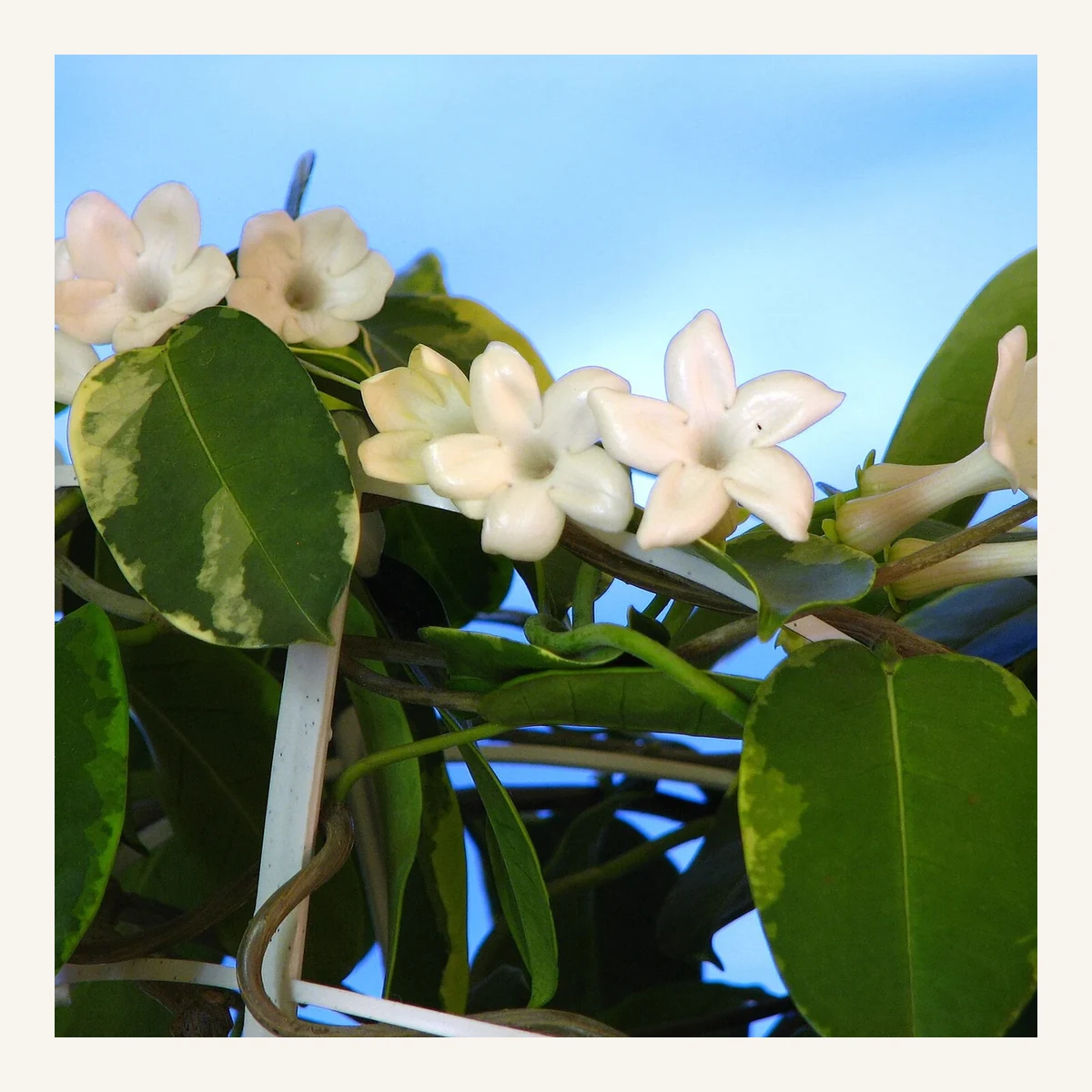 Planta Jazmad 3 Litros - Producto de Vivero en Vivero Los Cocos