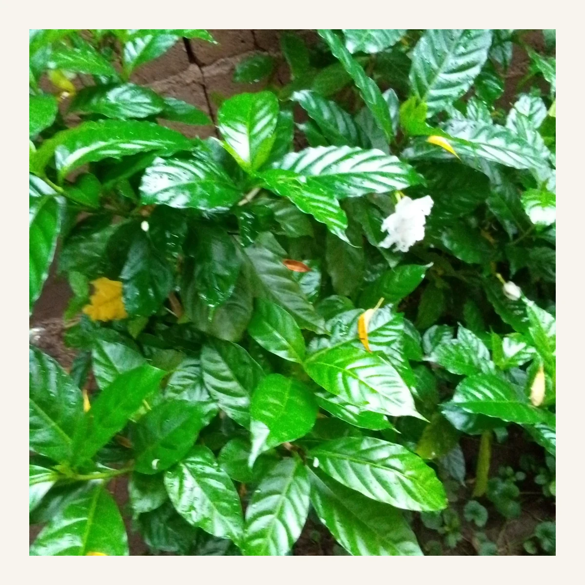 Planta Jazdia 3 Litros - Producto de Vivero en Vivero Los Cocos
