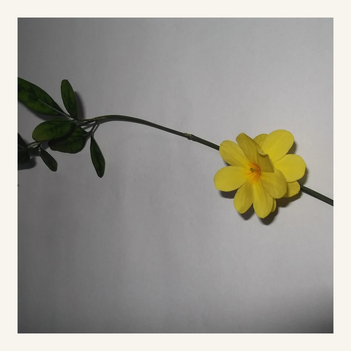 Jazmín Lluvia de Oro 3 Litros - Arbusto Floral en Vivero Los Cocos