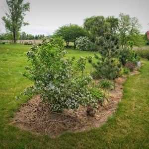 Abelgfl3Ol - Producto de Vivero - imagen representativa de Abelia en Vivero Los Cocos