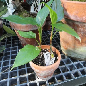 Aglaonema 14 Litros