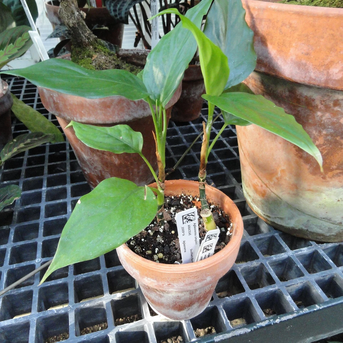 Aglaonema 14 Litros