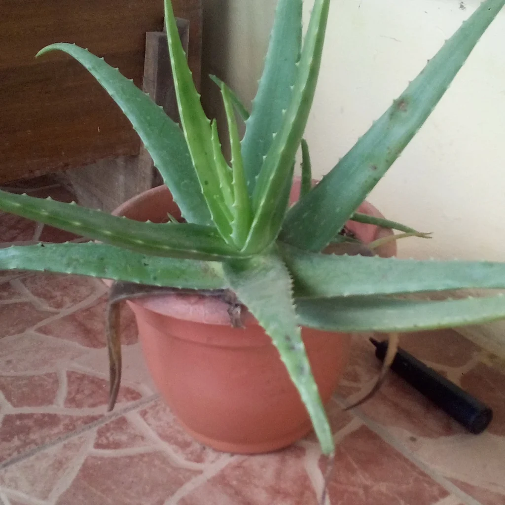 Aloe 3 Litros