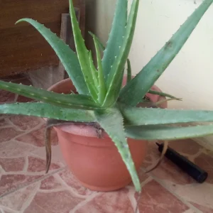 Aloe 3 Litros