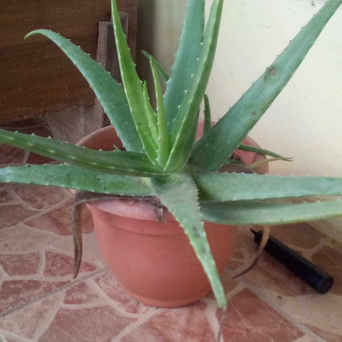 Aloe 3 Litros