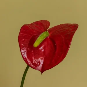 Anthurium 14 Litros