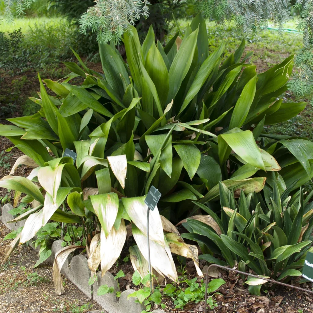 Aspidistra 3 Litros