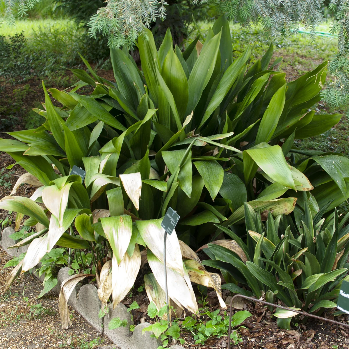 Aspidistra 3 Litros