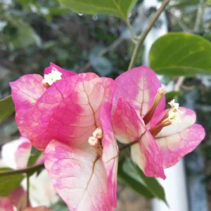 Bougainvillea 3 Litros - Enredadera Floral - imagen representativa de Bougainvillea en Vivero Los Cocos