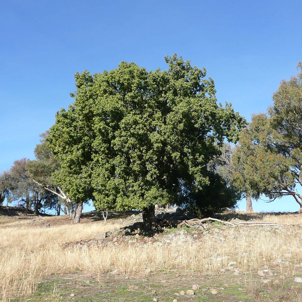 Brachychiton 5 Litros
