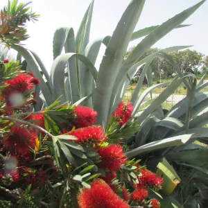 Planta Callis 3 Litros - Producto de Vivero - imagen representativa de Callistemon en Vivero Los Cocos