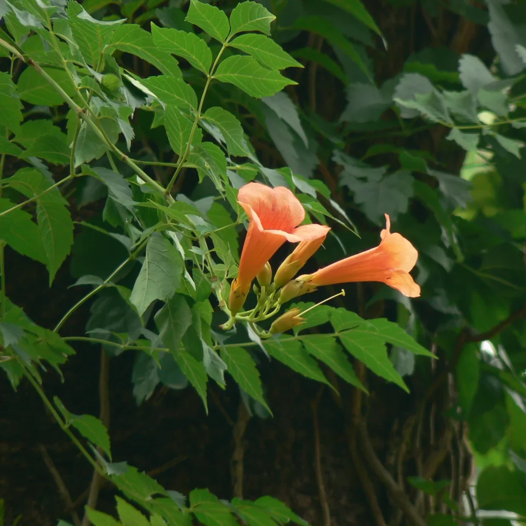Bignonia roja 3 Litros