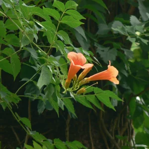 Planta Bigroj 3 Litros - Producto de Vivero - imagen representativa de Bignonia roja en Vivero Los Cocos